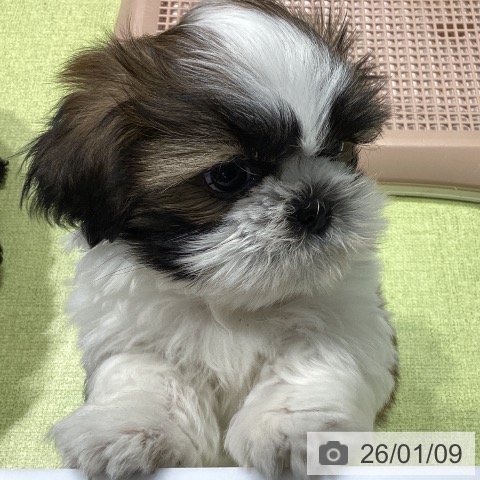 福岡県のシーズー (ペットプラス MARK IS 福岡ももち店/2025年11月6日生まれ/男の子/ゴールドホワイト)の子犬の4枚目の画像