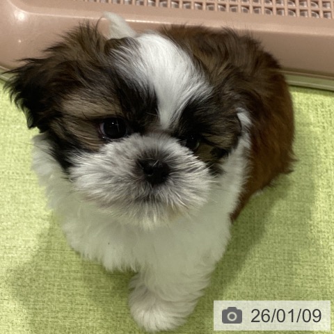 福岡県のシーズー (ペットプラス MARK IS 福岡ももち店/2025年11月6日生まれ/男の子/ゴールドホワイト)の子犬の3枚目の画像