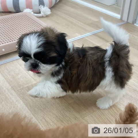 福岡県のシーズー (ペットプラス 八幡東店/2025年11月6日生まれ/女の子/ゴールドホワイト)の子犬の4枚目の画像