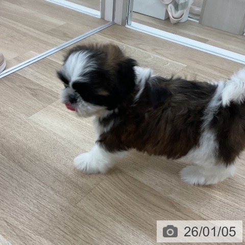 福岡県のシーズー (ペットプラス 八幡東店/2025年11月6日生まれ/女の子/ゴールドホワイト)の子犬の3枚目の画像