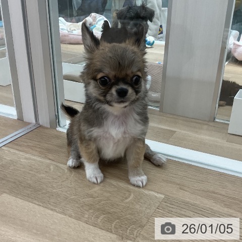 福岡県のチワワ(ロング) (ペットプラス 八幡東店/2025年10月31日生まれ/女の子/レッドホワイト)の子犬の4枚目の画像