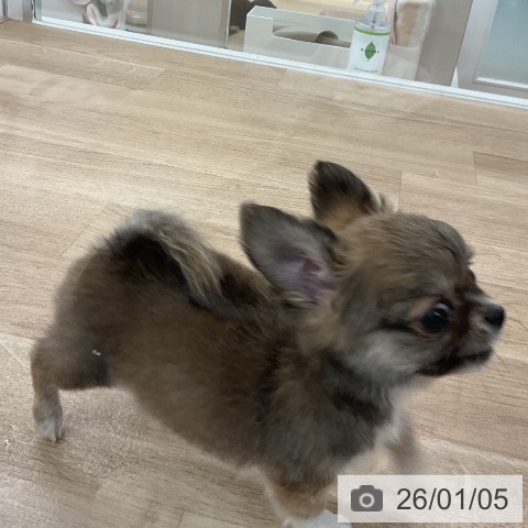 福岡県のチワワ(ロング) (ペットプラス 八幡東店/2025年10月31日生まれ/女の子/レッドホワイト)の子犬の3枚目の画像