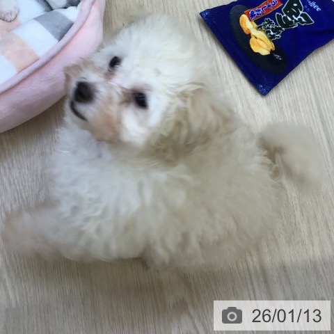 トイ・プードルの写真