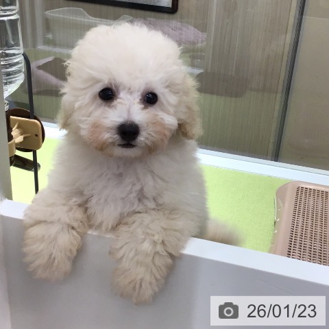 トイ・プードルの写真