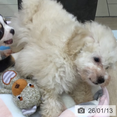 沖縄県のトイプードル(トイ) (ペットプラス 沖縄ライカム店/2025年11月4日生まれ/男の子/ホワイト)の子犬の4枚目の画像