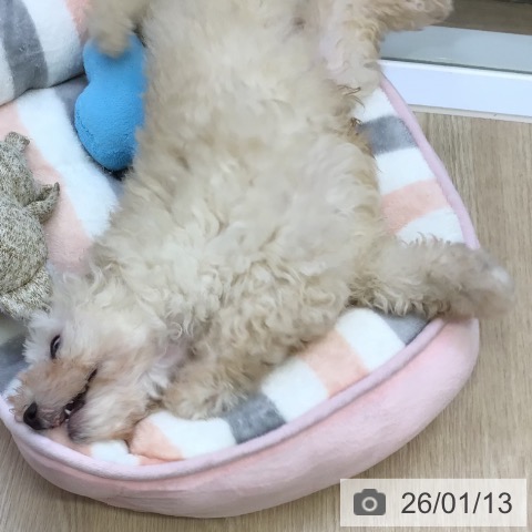 沖縄県のトイプードル(トイ) (ペットプラス 沖縄ライカム店/2025年11月4日生まれ/男の子/ホワイト)の子犬の3枚目の画像