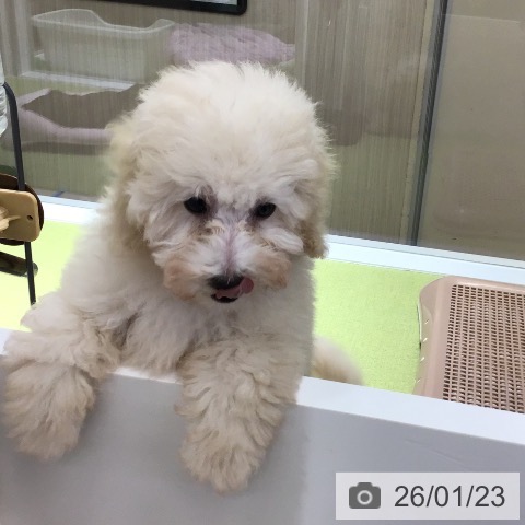 福岡県のトイプードル(トイ) (ペットプラス 福岡店/2025年11月4日生まれ/男の子/ホワイト)の子犬の3枚目の画像