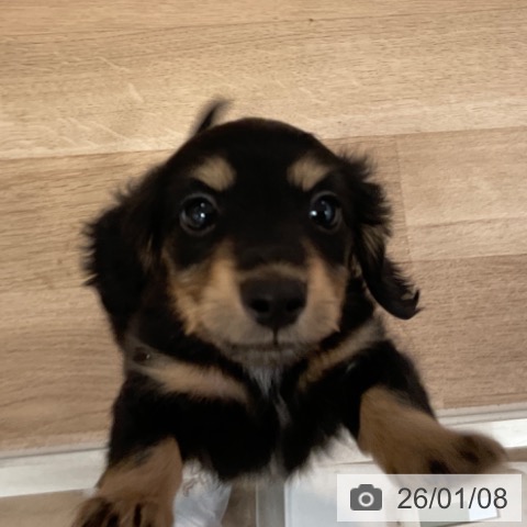 福岡県のミニチュアダックスフンド(ロング) (ペットプラス ららぽーと福岡店/2025年11月6日生まれ/男の子/ブラックタン)の子犬の4枚目の画像