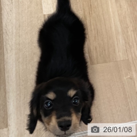 福岡県のミニチュアダックスフンド(ロング) (ペットプラス ららぽーと福岡店/2025年11月6日生まれ/男の子/ブラックタン)の子犬の3枚目の画像