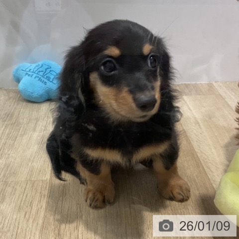 福岡県のミニチュアダックスフンド(ロング) (ペットプラス 小倉南店/2025年10月29日生まれ/女の子/ブラックタン)の子犬の4枚目の画像