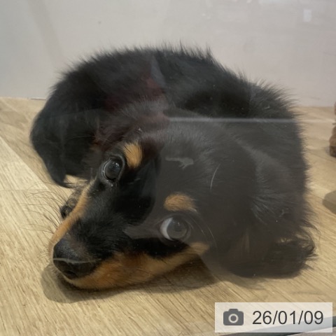 福岡県のミニチュアダックスフンド(ロング) (ペットプラス 小倉南店/2025年10月29日生まれ/女の子/ブラックタン)の子犬の3枚目の画像