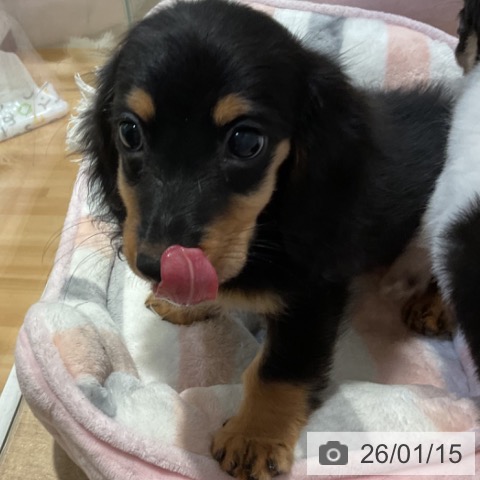 福岡県のミニチュアダックスフンド(ロング) (ペットプラス 小倉南店/2025年10月29日生まれ/女の子/ブラックタン)の子犬の3枚目の画像