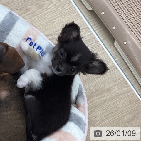 長崎県のチワワ(ロング) (ペットプラス 長崎店/2025年10月30日生まれ/女の子/ブラックタンホワイト)の子犬の4枚目の画像