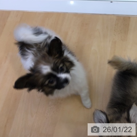 福岡県のパピヨン (ペットプラス 福岡店/2025年11月7日生まれ/女の子/ホワイトブラウン)の子犬の4枚目の画像