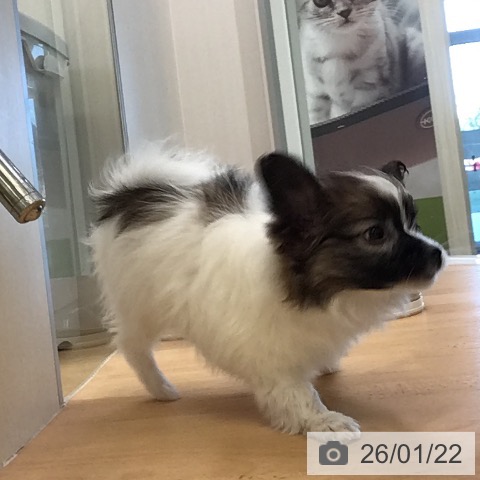 福岡県のパピヨン (ペットプラス 福岡店/2025年11月7日生まれ/女の子/ホワイトブラウン)の子犬の3枚目の画像