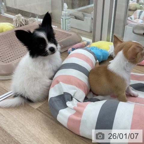 福岡県のパピヨン (ペットプラス 八幡東店/2025年11月7日生まれ/女の子/ホワイトブラック)の子犬の4枚目の画像