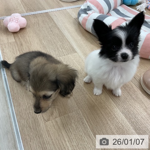 福岡県のパピヨン (ペットプラス 八幡東店/2025年11月7日生まれ/女の子/ホワイトブラック)の子犬の3枚目の画像