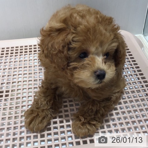 沖縄県のトイプードル(トイ) (ペットプラス 沖縄ライカム店/2025年11月6日生まれ/男の子/レッド)の子犬の4枚目の画像