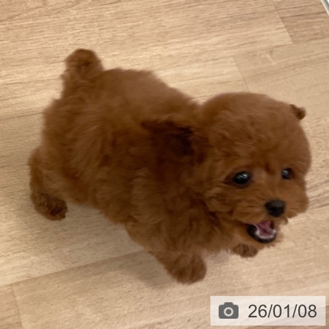 福岡県のトイプードル(トイ) (ペットプラス ららぽーと福岡店/2025年11月6日生まれ/女の子/レッド)の子犬の3枚目の画像