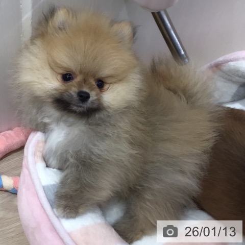 ポメラニアンの写真