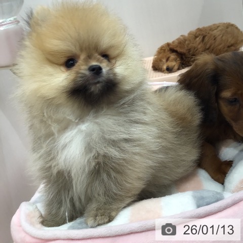 沖縄県のポメラニアン (ペットプラス 沖縄ライカム店/2025年11月7日生まれ/男の子/オレンジ)の子犬の3枚目の画像