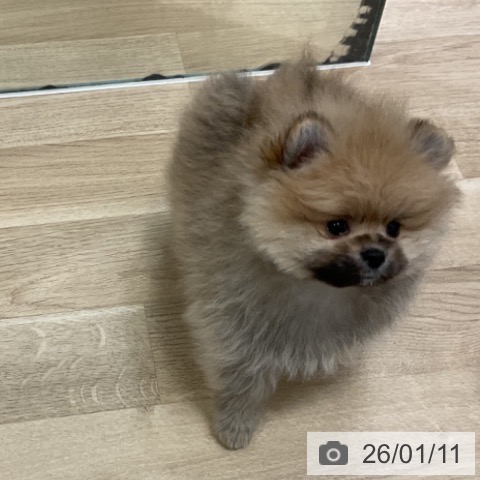 福岡県のポメラニアン (ペットプラス 香椎浜店/2025年11月7日生まれ/男の子/オレンジ)の子犬の3枚目の画像