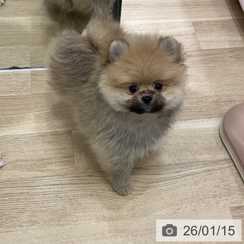 福岡県のポメラニアン (ペットプラス 香椎浜店/2025年11月7日生まれ/男の子/オレンジ)の子犬の3枚目の画像