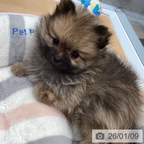 熊本県のポメラニアン (ペットプラス 熊本店/2025年11月7日生まれ/男の子/オレンジセーブル)の子犬の3枚目の画像