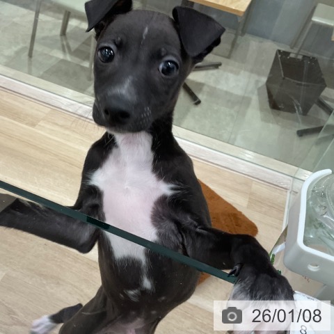 福岡県のイタリアングレーハウンド (ペットプラス ららぽーと福岡店/2025年11月5日生まれ/男の子/シールホワイト)の子犬の4枚目の画像