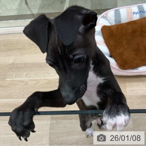 福岡県のイタリアングレーハウンド (ペットプラス ららぽーと福岡店/2025年11月5日生まれ/男の子/シールホワイト)の子犬の3枚目の画像