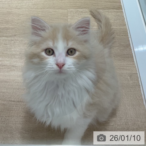 福岡県のラガマフィン (ペットプラス 香椎浜店/2025年11月4日生まれ/男の子/クリームタビーホワイト)の子猫の3枚目の画像