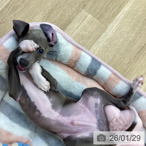 イタリアン・グレーハウンドの写真