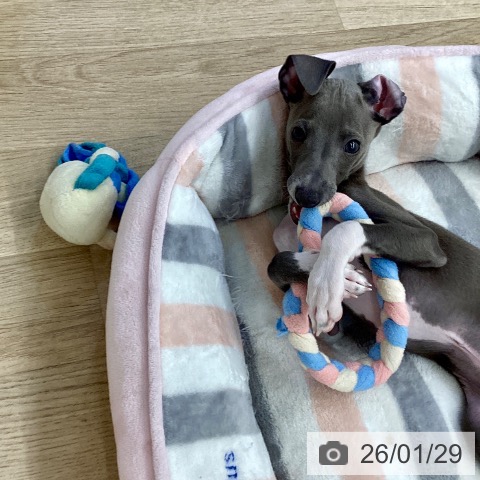 イタリアン・グレーハウンドの写真