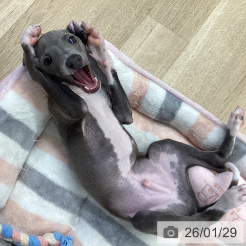 イタリアン・グレーハウンドの写真