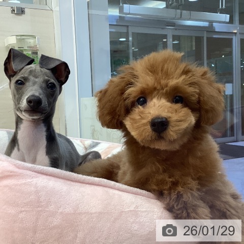 イタリアン・グレーハウンドの写真