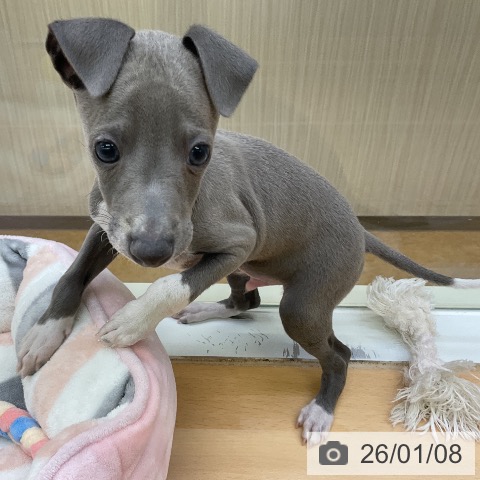 イタリアン・グレーハウンドの写真