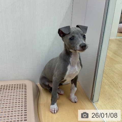 福岡県のイタリアングレーハウンド (ペットプラス 福岡店/2025年11月5日生まれ/男の子/ブルーホワイトマーキングス)の子犬の4枚目の画像