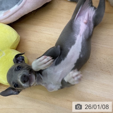 福岡県のイタリアングレーハウンド (ペットプラス 福岡店/2025年11月5日生まれ/男の子/ブルーホワイトマーキングス)の子犬の3枚目の画像