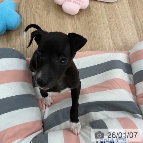 福岡県のイタリアングレーハウンド (ペットプラス 八幡東店/2025年11月5日生まれ/女の子/シールホワイトマーキング)の子犬の4枚目の画像