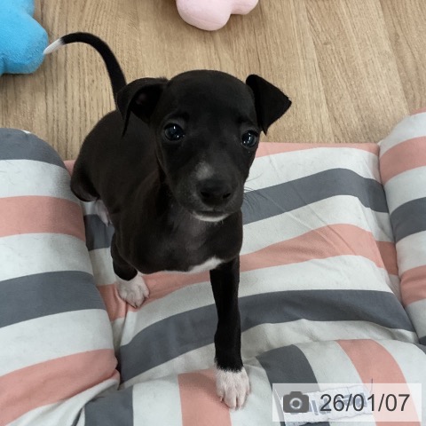 福岡県のイタリアングレーハウンド (ペットプラス 八幡東店/2025年11月5日生まれ/女の子/シールホワイトマーキング)の子犬の3枚目の画像