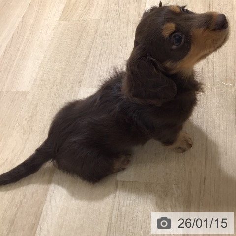 鹿児島県のカニンヘンダックスフンド(ロング) (ペットプラス 姶良店/2025年11月7日生まれ/女の子/チョコレートタン)の子犬の4枚目の画像