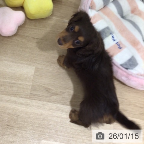 鹿児島県のカニンヘンダックスフンド(ロング) (ペットプラス 姶良店/2025年11月7日生まれ/女の子/チョコレートタン)の子犬の3枚目の画像