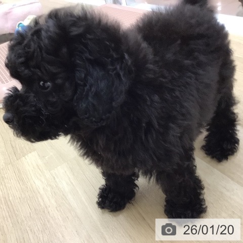 宮崎県のトイプードル(トイ) (ペットプラス 宮崎店/2025年11月7日生まれ/男の子/ブラック)の子犬の4枚目の画像