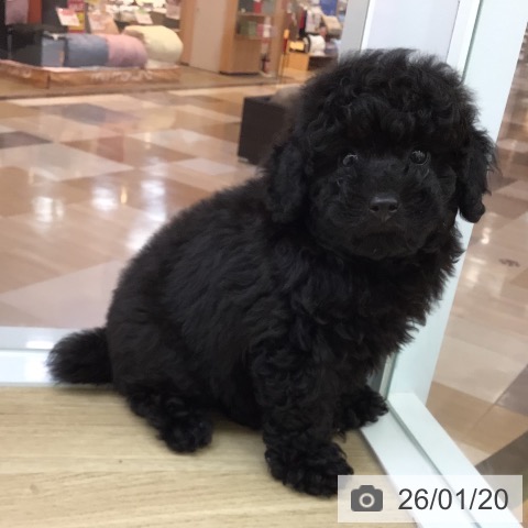 宮崎県のトイプードル(トイ) (ペットプラス 宮崎店/2025年11月7日生まれ/男の子/ブラック)の子犬の3枚目の画像