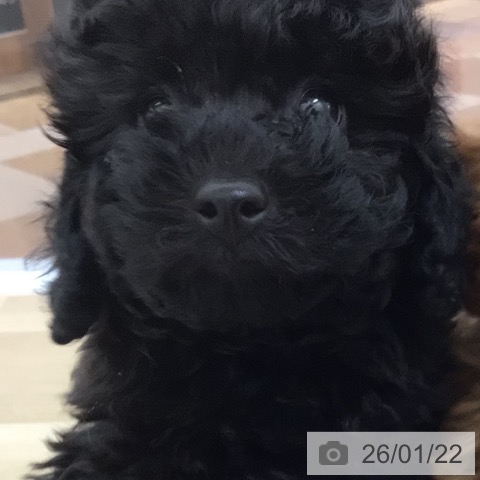 宮崎県のトイプードル(トイ) (ペットプラス 宮崎店/2025年11月7日生まれ/男の子/ブラック)の子犬の3枚目の画像