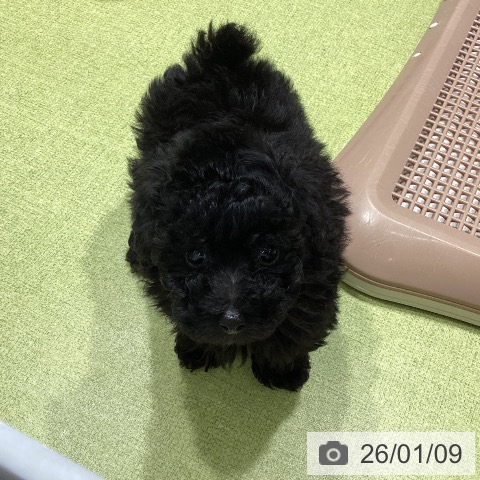 福岡県のトイプードル(トイ) (ペットプラス MARK IS 福岡ももち店/2025年11月7日生まれ/男の子/ブラック)の子犬の4枚目の画像