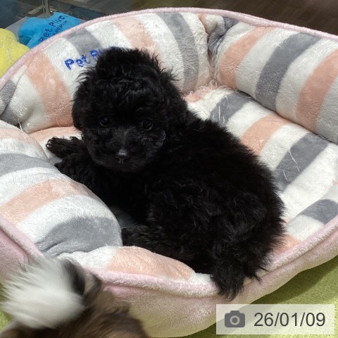 福岡県のトイプードル(トイ) (ペットプラス MARK IS 福岡ももち店/2025年11月7日生まれ/男の子/ブラック)の子犬の3枚目の画像