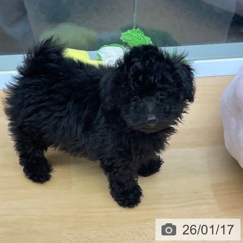 福岡県のトイプードル(トイ) (ペットプラス MARK IS 福岡ももち店/2025年11月7日生まれ/男の子/ブラック)の子犬の3枚目の画像