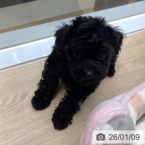 長崎県のトイプードル(トイ) (ペットプラス 長崎店/2025年11月7日生まれ/女の子/ブラック)の子犬の4枚目の画像