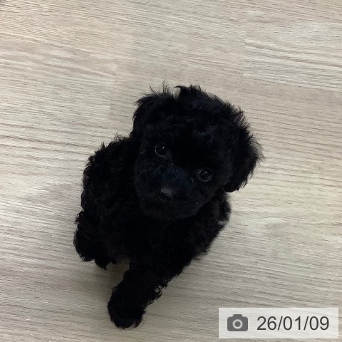 長崎県のトイプードル(トイ) (ペットプラス 長崎店/2025年11月7日生まれ/女の子/ブラック)の子犬の3枚目の画像